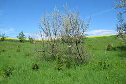 Image of Russian olive