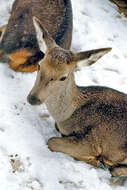 Image of Cervus elaphus hispanicus Hilzheimer 1909