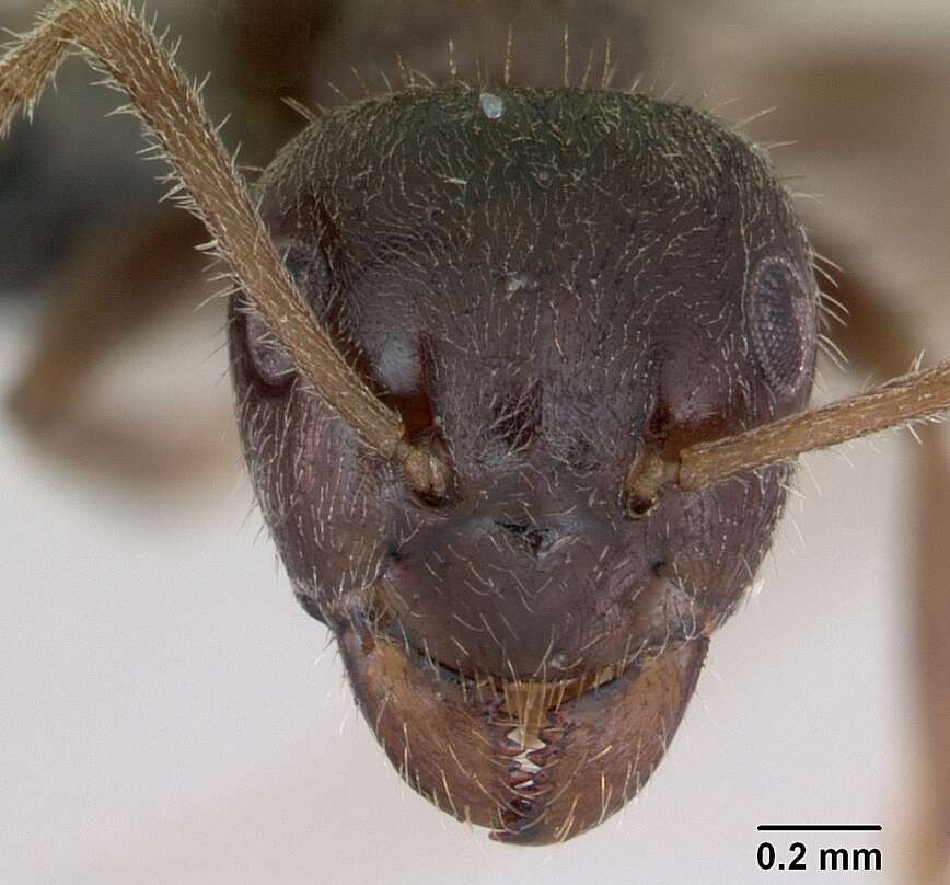 Imagem de Lasius platythorax Seifert 1991