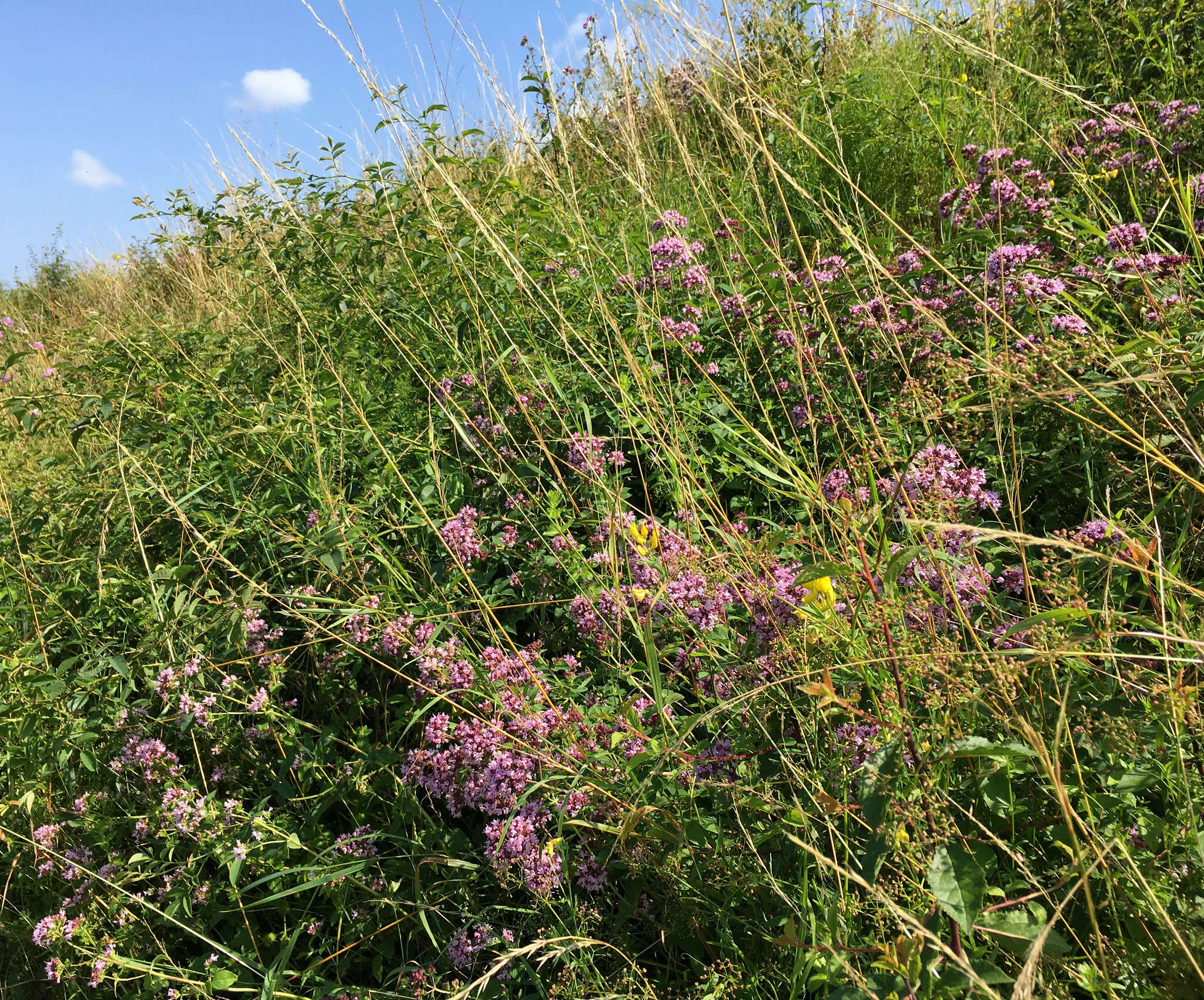 Image of oregano