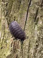 Image of common rough woodlouse