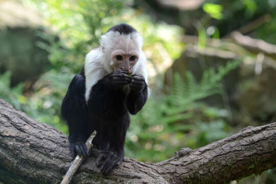 Image of white-faced capuchin