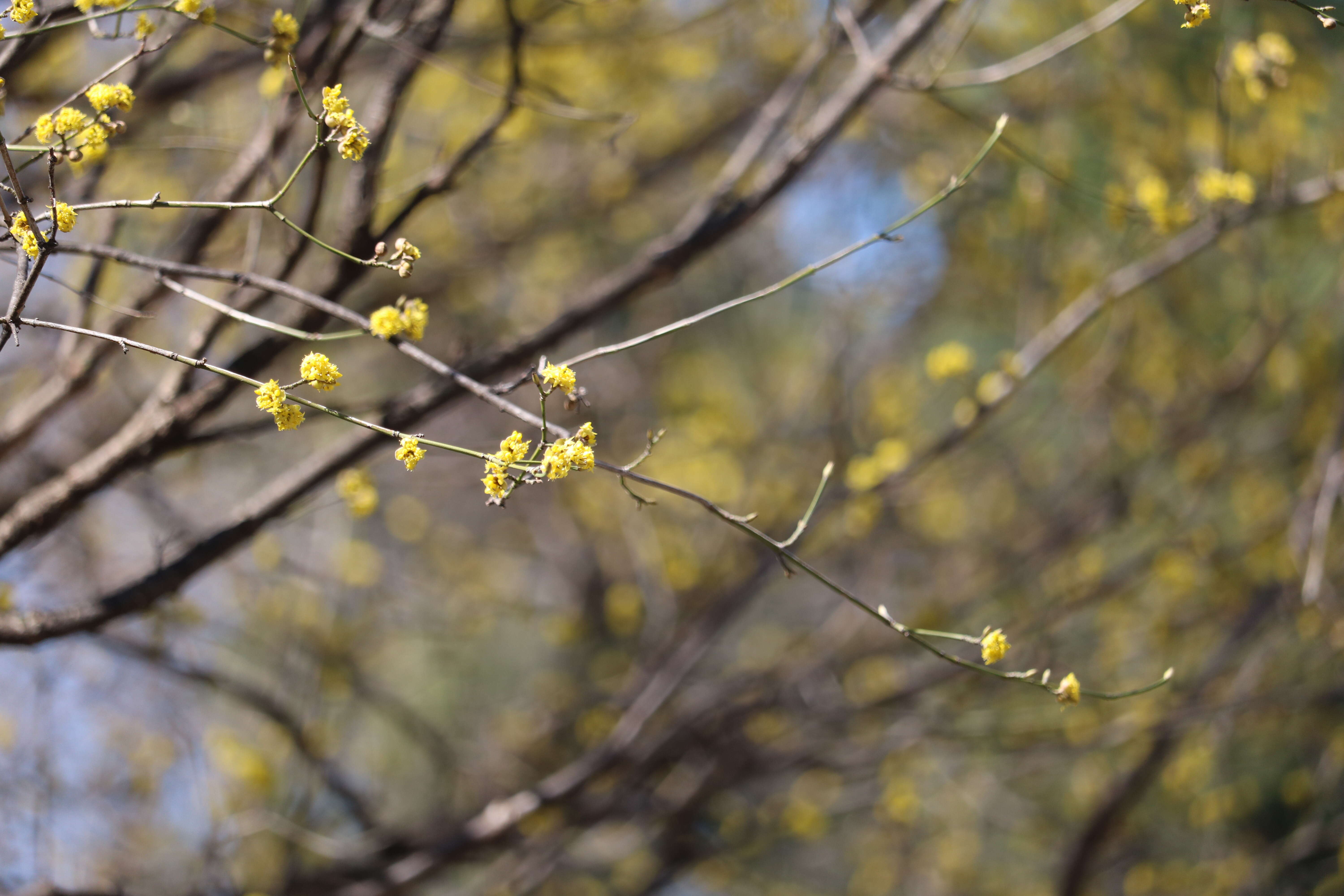 Image of Cornelian cherry dogwood