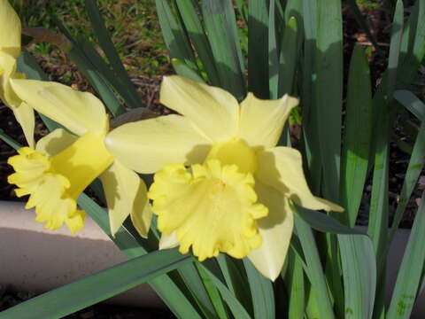 Image of daffodil