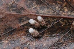 Image of Birch Catkin Bug