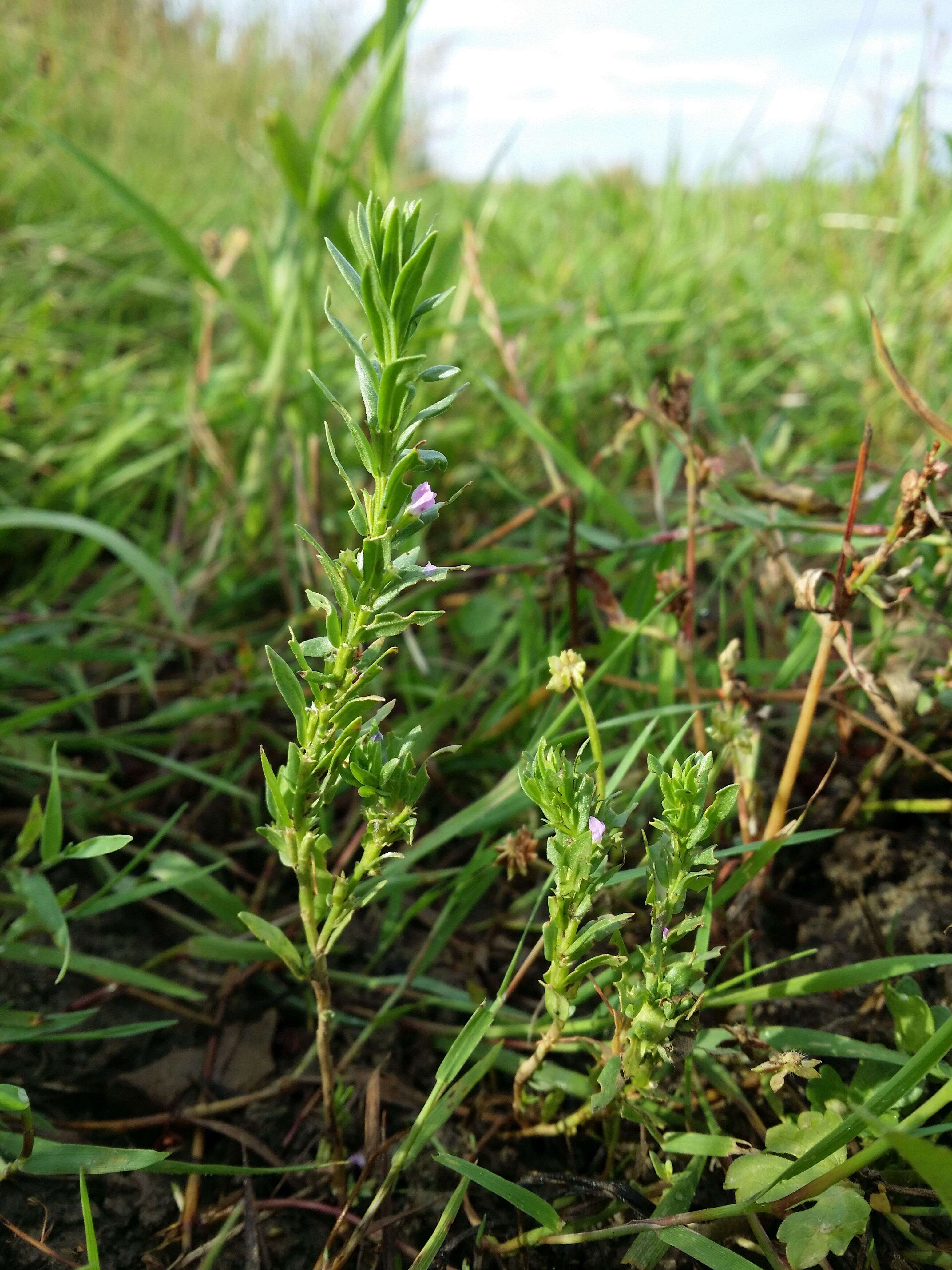 Image of Grass-poly