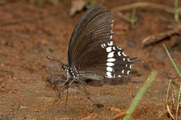 Image of Papilio polytes Linnaeus 1758