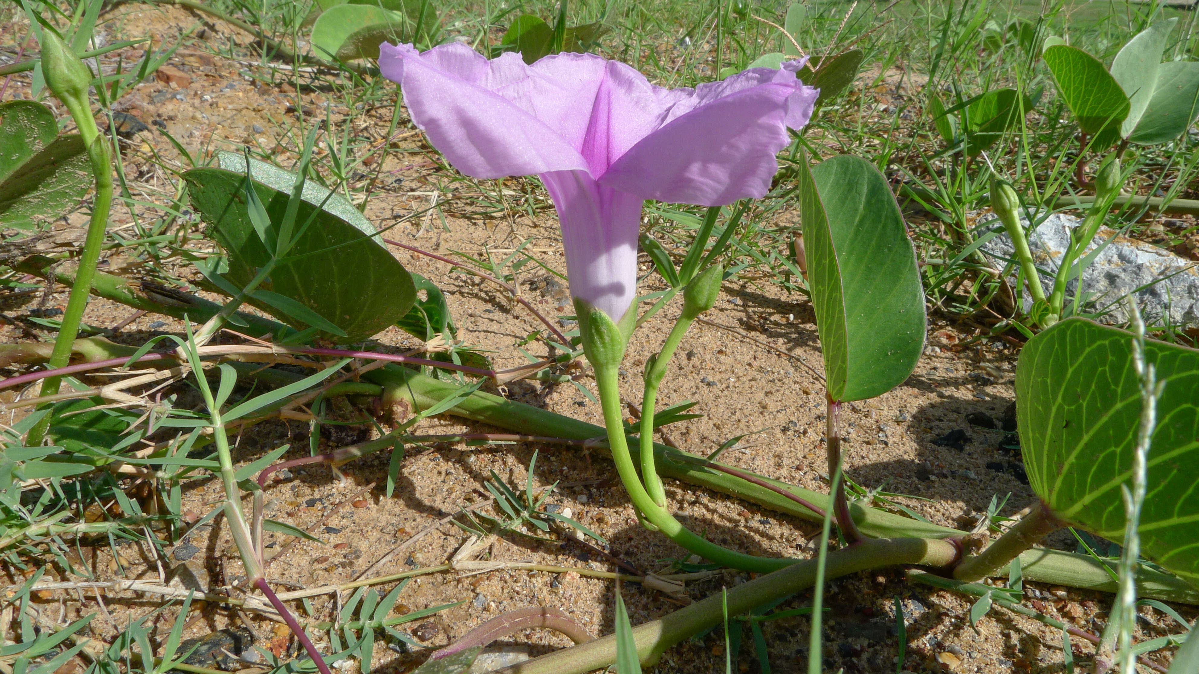 Ipomoea pes-caprae (L.) R. Brown resmi