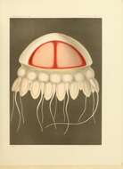 Image de Periphyllidae Haeckel 1880