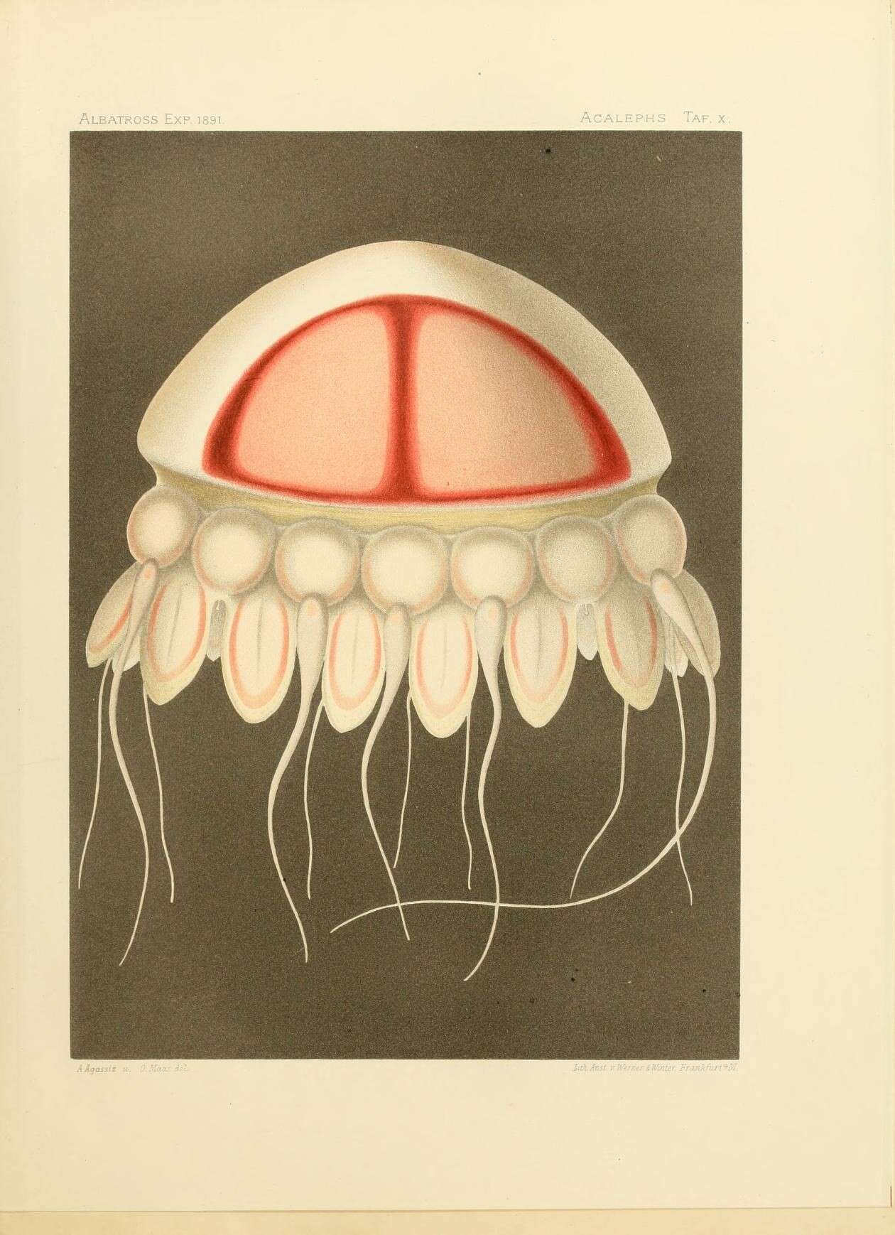 Image de Periphyllidae Haeckel 1880