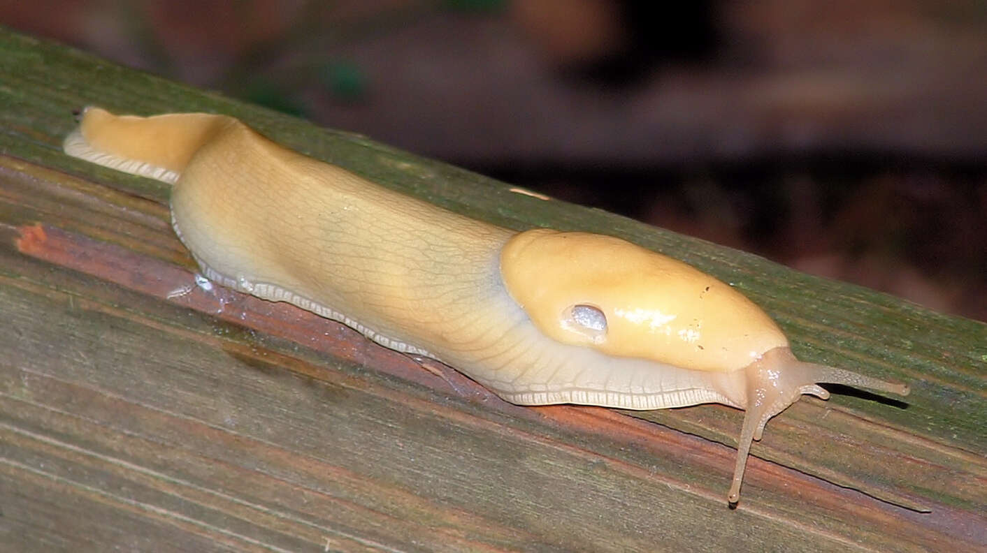 Imagem de Ariolimacidae Pilsbry & Vanatta 1898