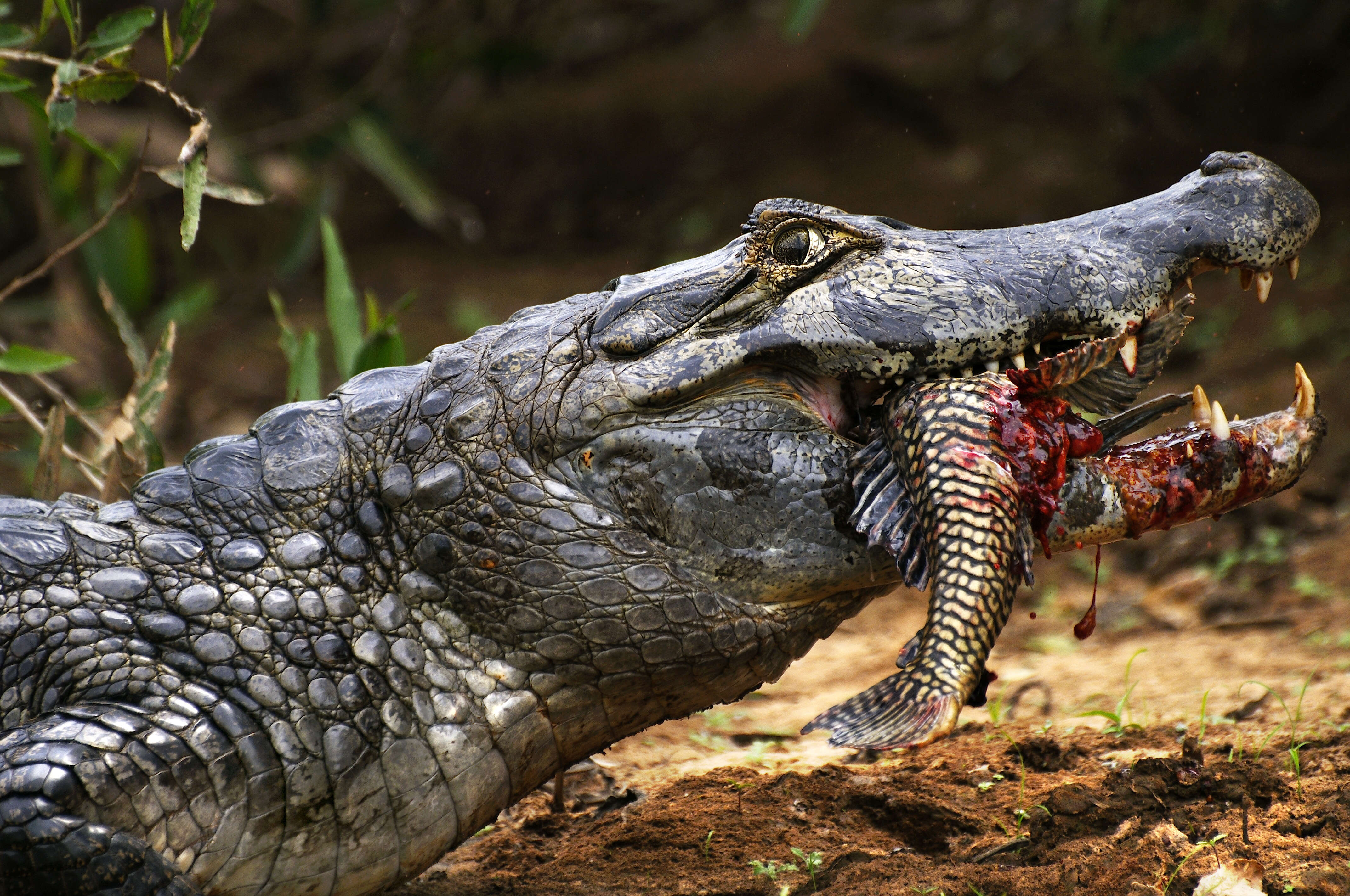 Image of Yacare caiman