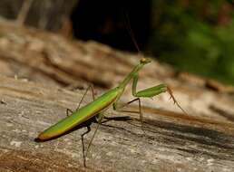 Image of Mantis