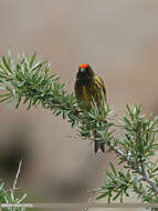 Image of Fire-fronted Serin