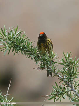 Image of Fire-fronted Serin