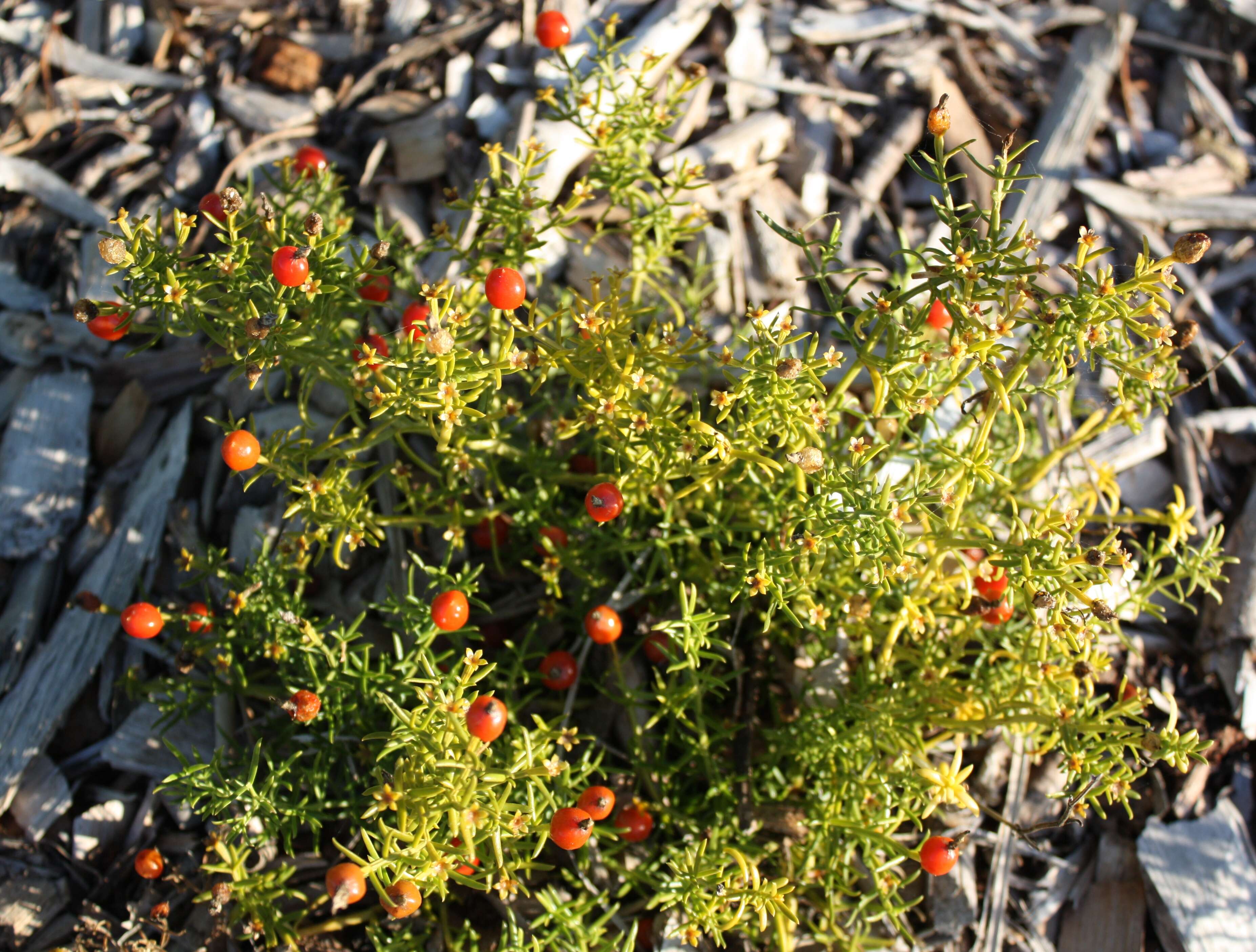 Image of Christmas berry