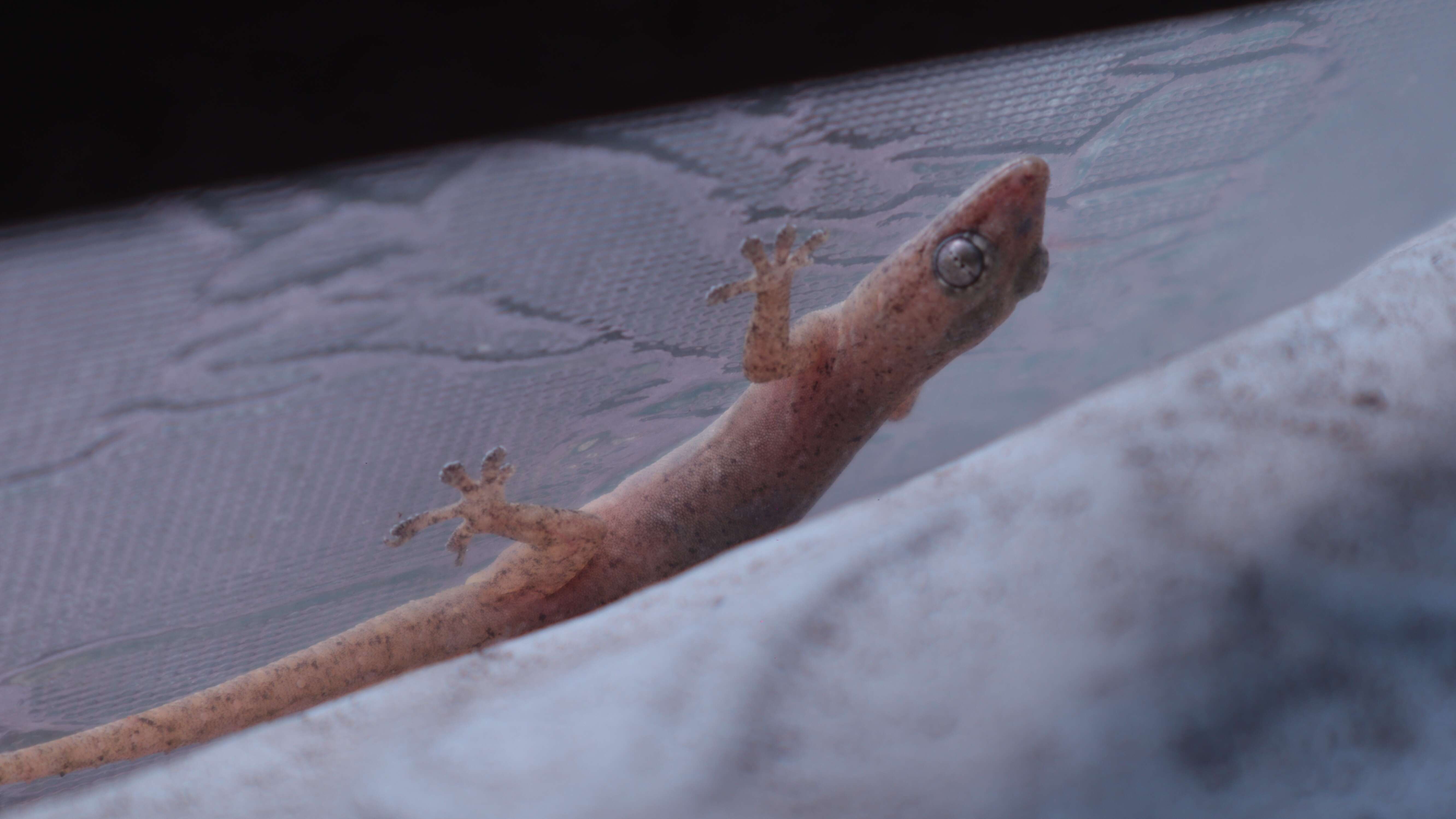 Image of Common House Gecko