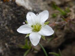 Image of stitchwort