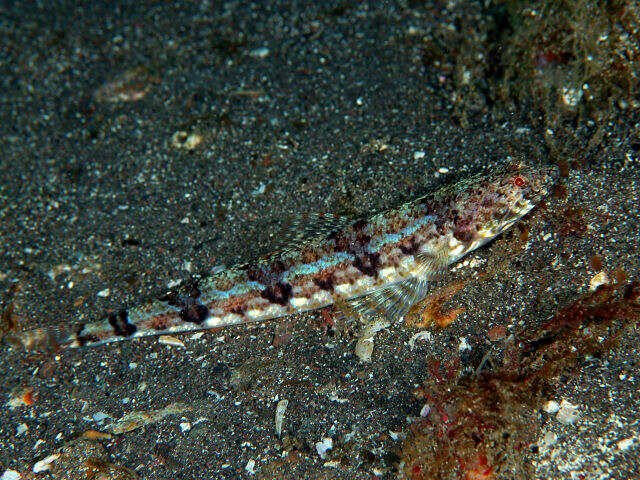 Image of Red lizard fish