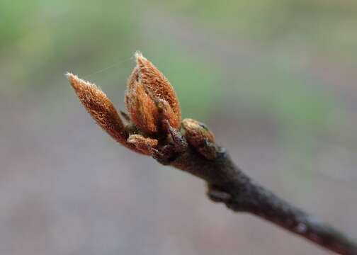 Image of Alder Buckthorn