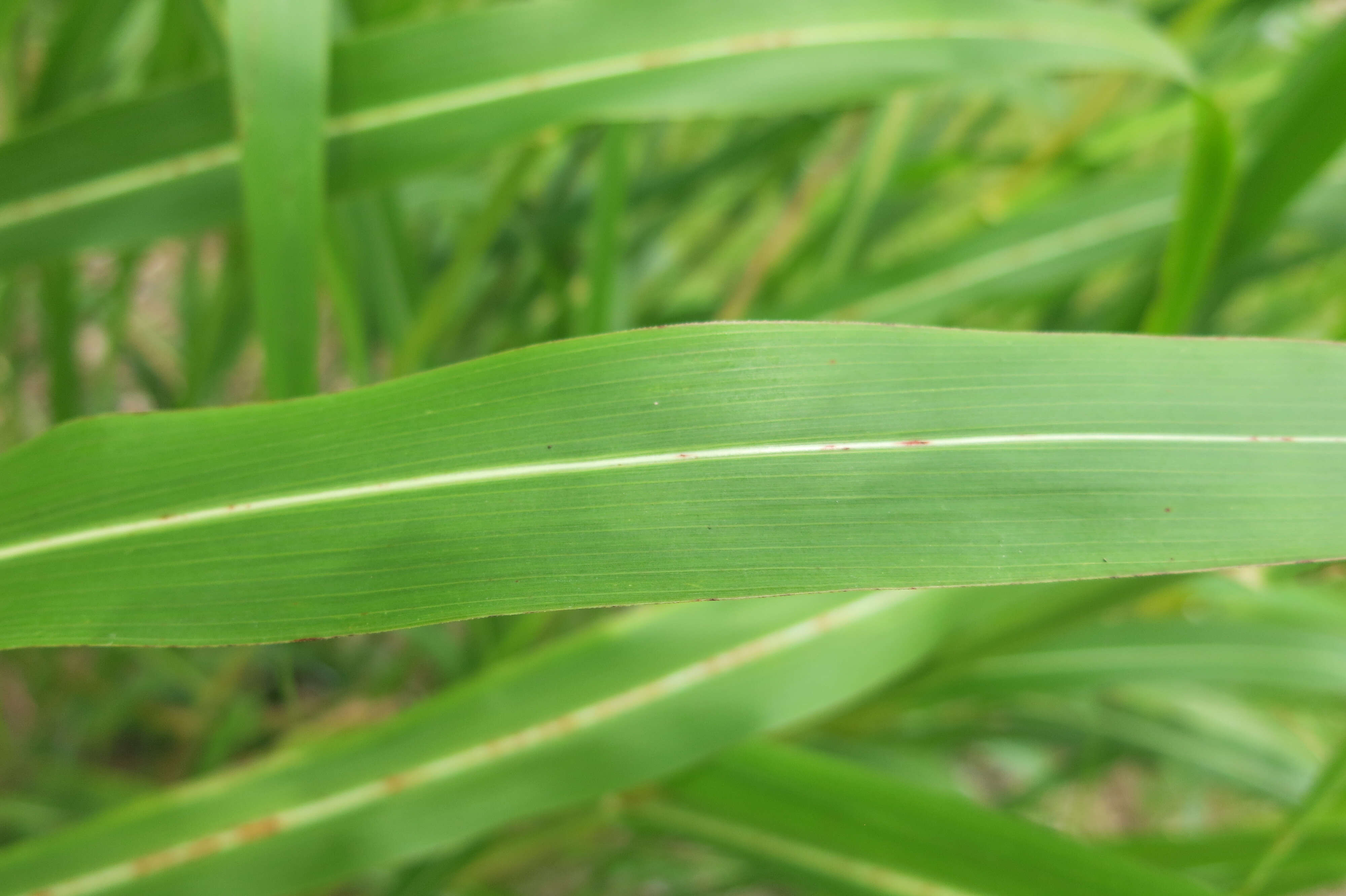 Image of Johnson grass