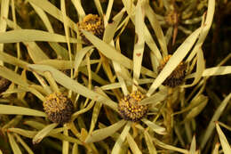 Image of Common Sunshine Conebush