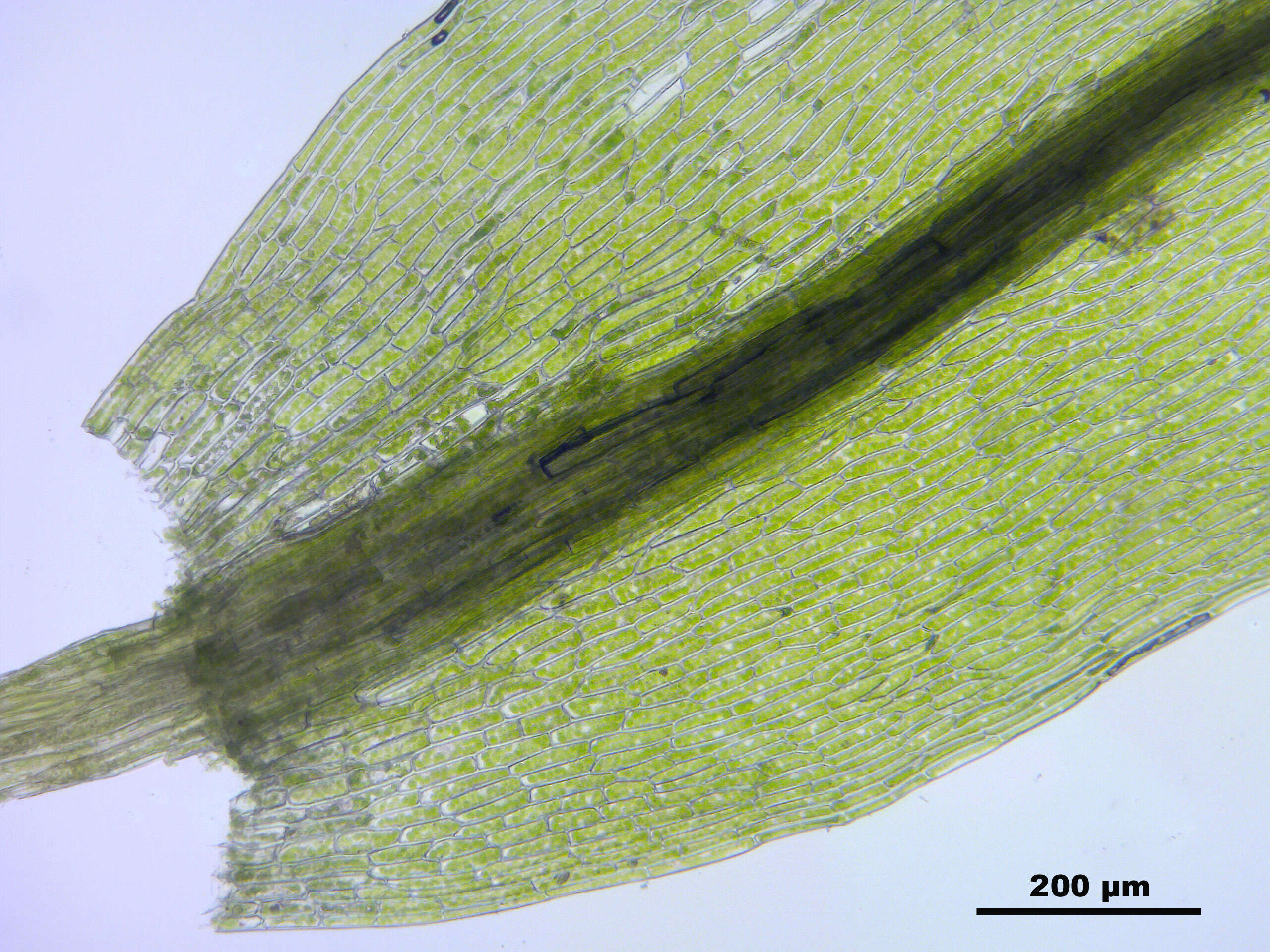 Image of pohlia moss