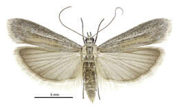 Image of Homoeosoma anaspila Meyrick 1901