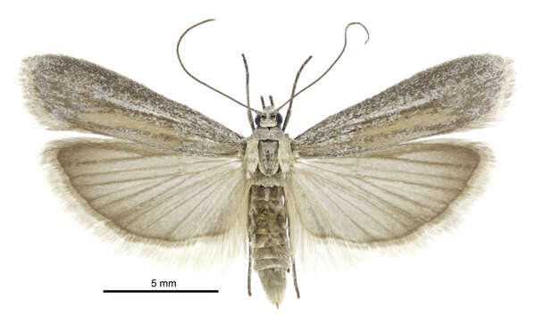 Image of Homoeosoma anaspila Meyrick 1901