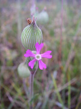 Image of striped corn catchfly