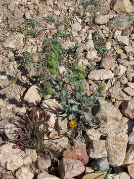 Image of False sowthistle