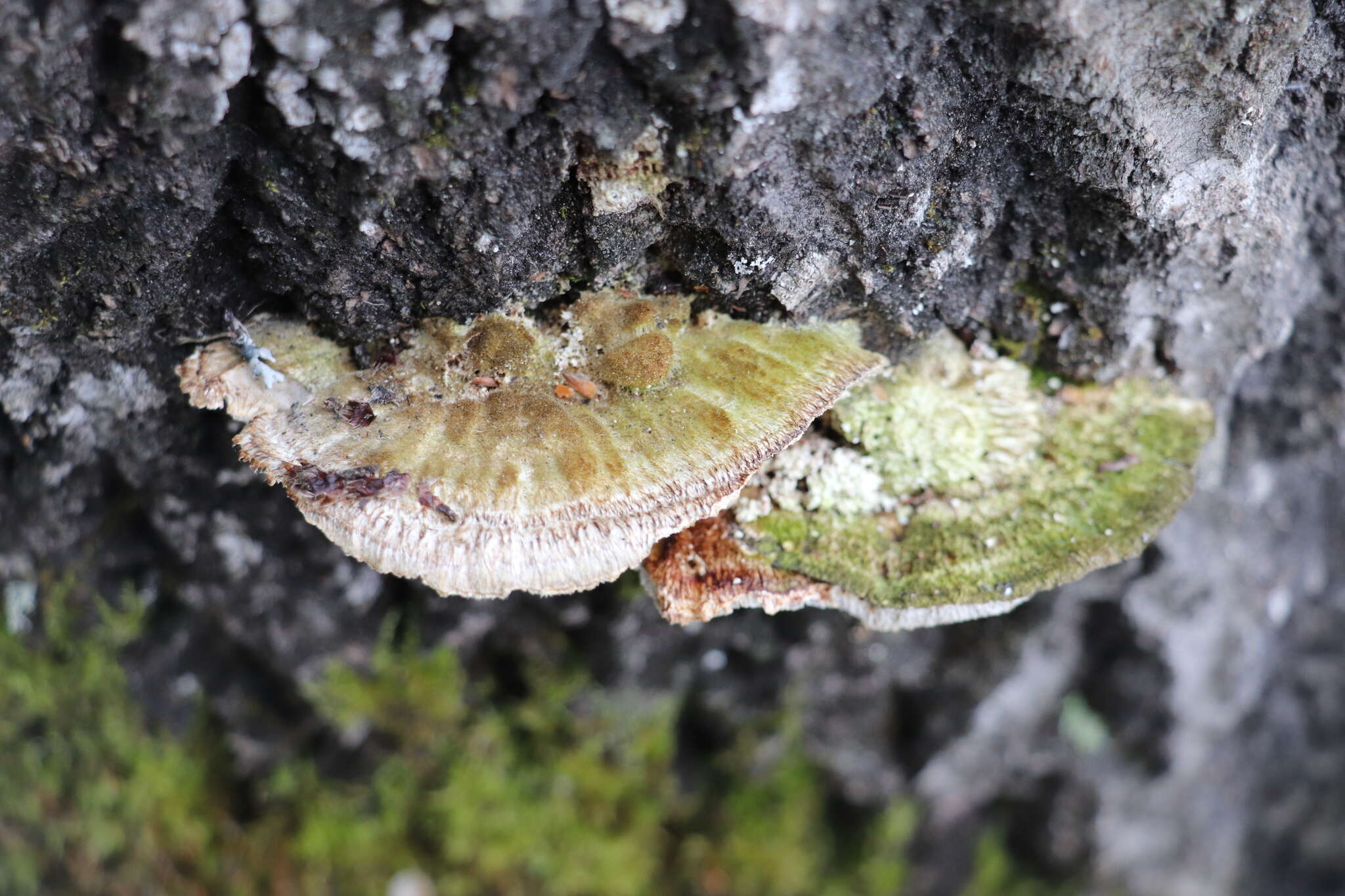 Image of Trametes trogii Berk. 1850