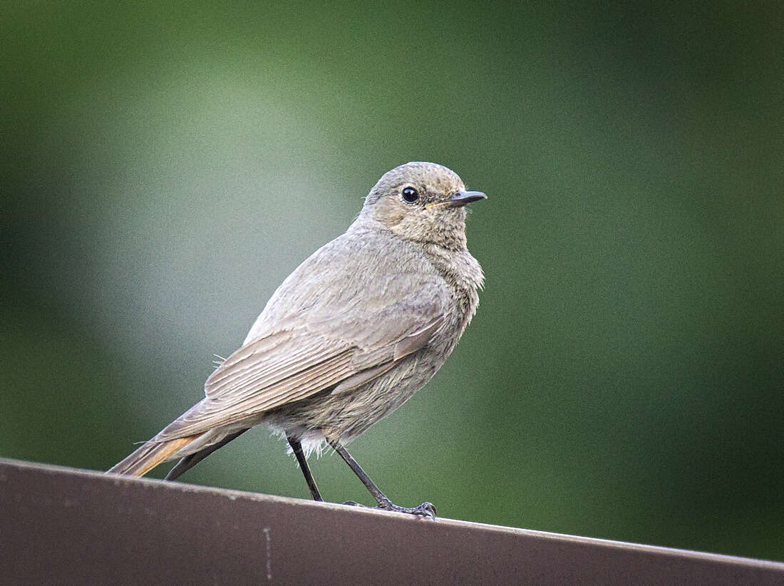 Image of Black Redstart