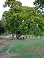 Image of Lignum Vitae