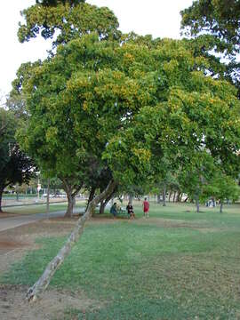 Image of Lignum Vitae