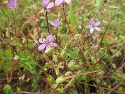 Image of Common Stork's-bill