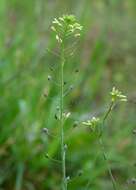 Imagem de Camelina microcarpa Andrz. ex DC.