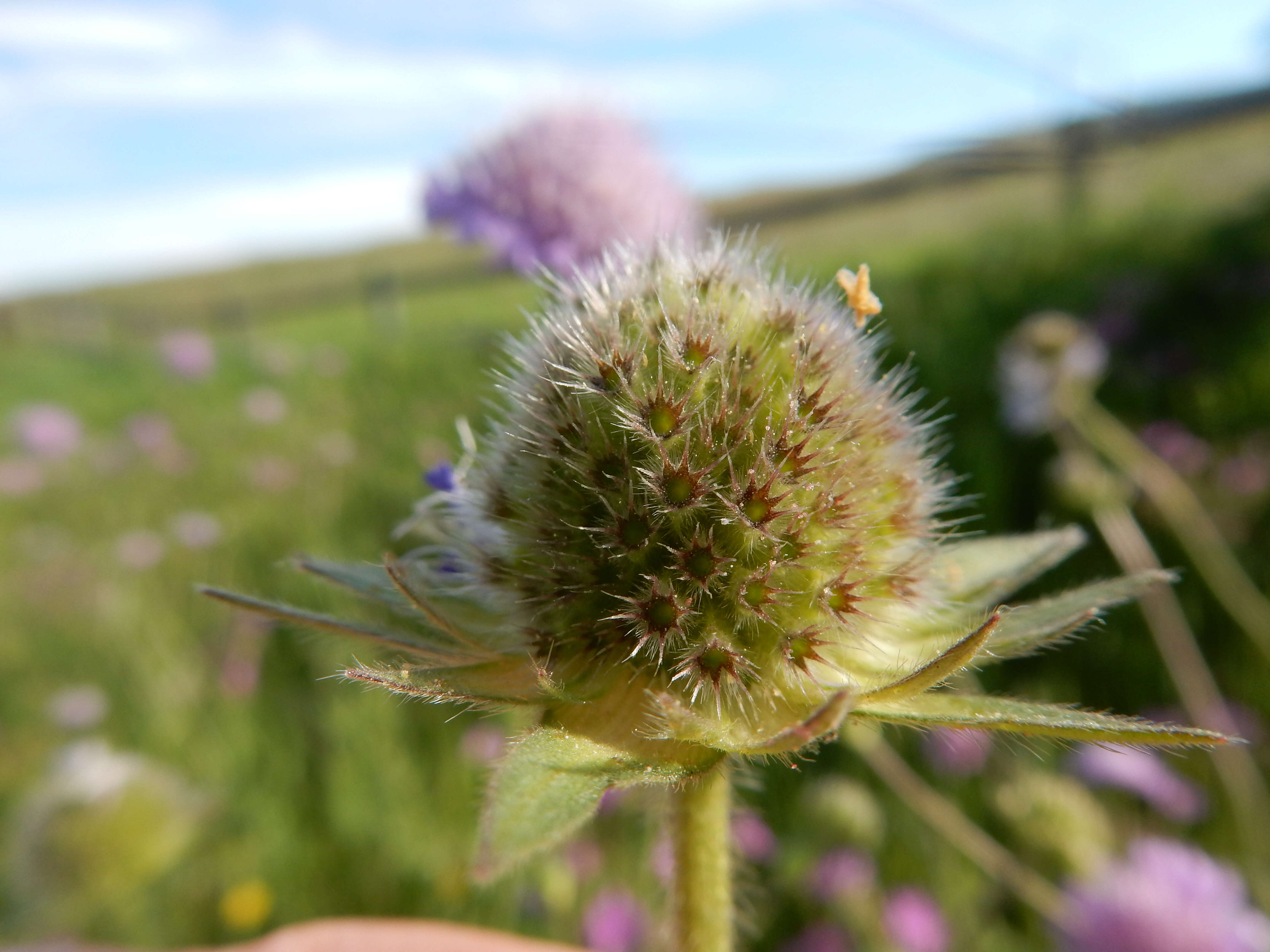 Слика од Knautia arvensis (L.) Coulter