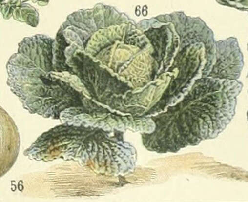 Image of Savoy cabbage