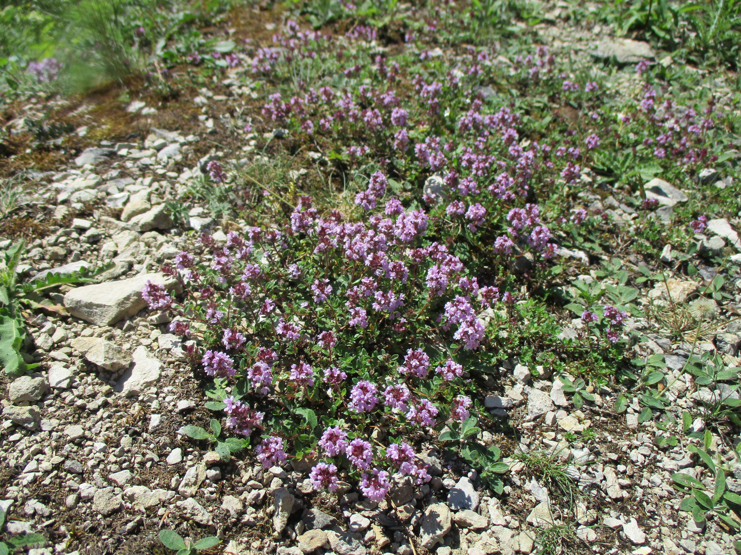 Image of breckland thyme