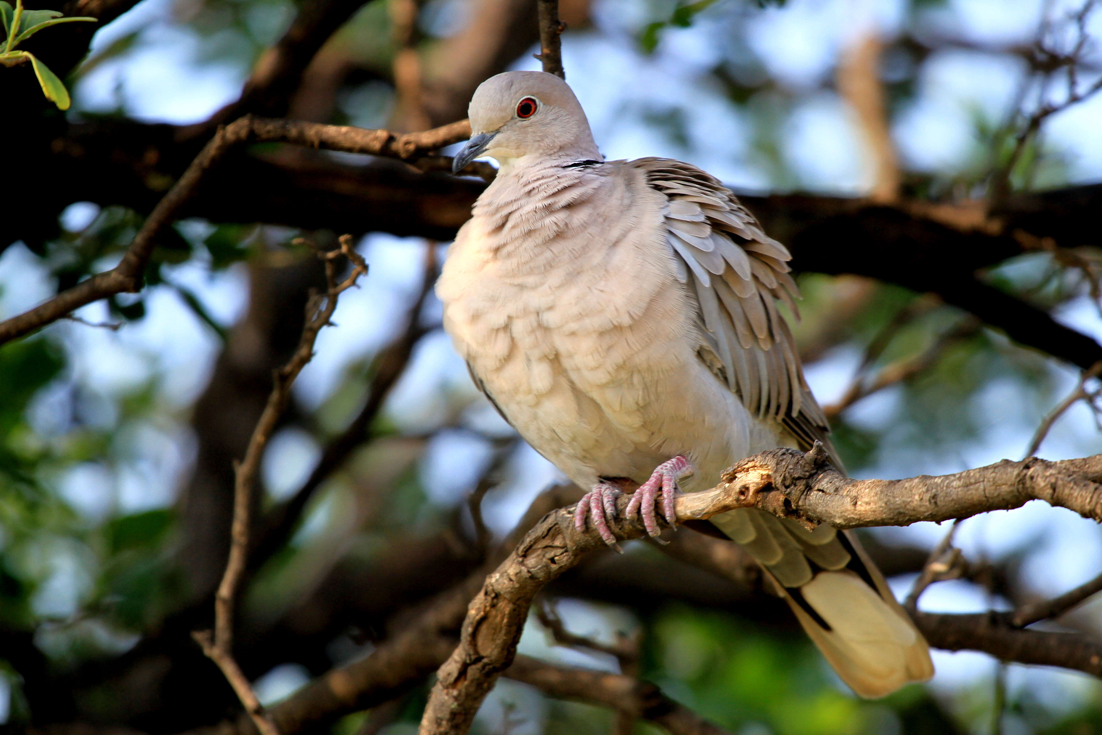 Image of Collared Dove