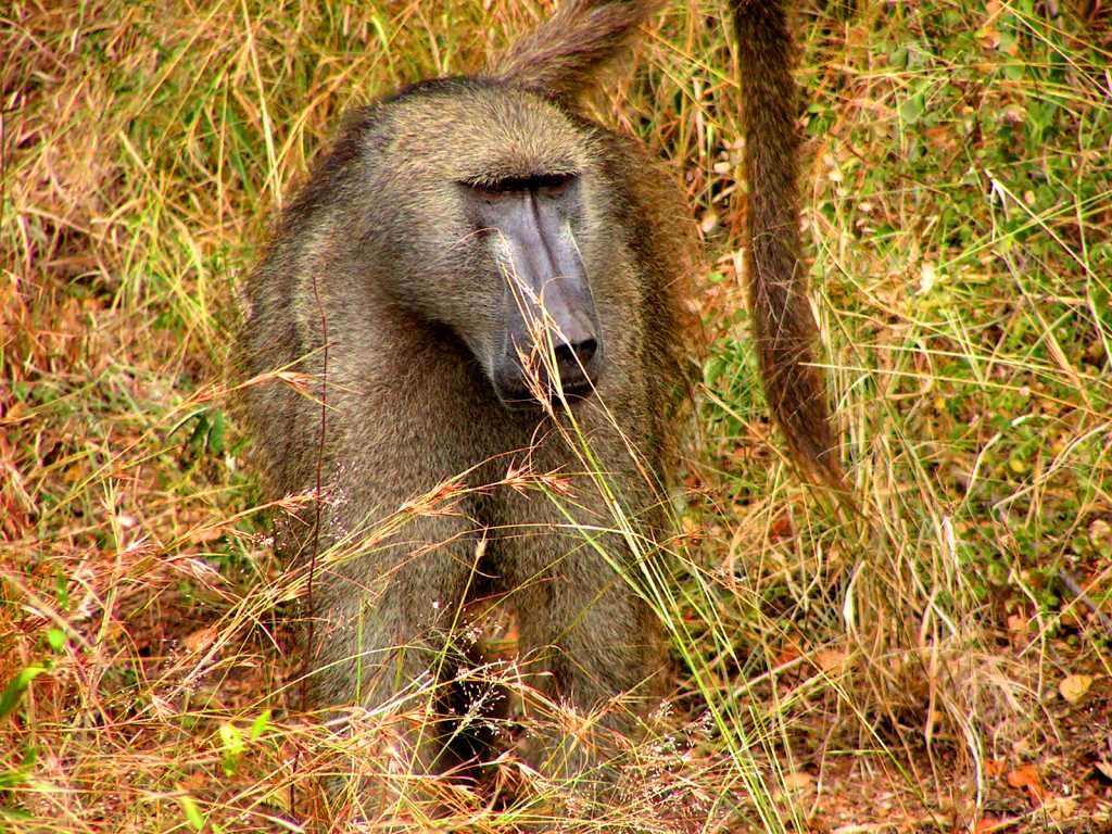 Image of Chacma Baboon