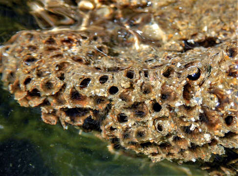 Image of honeycomb worm