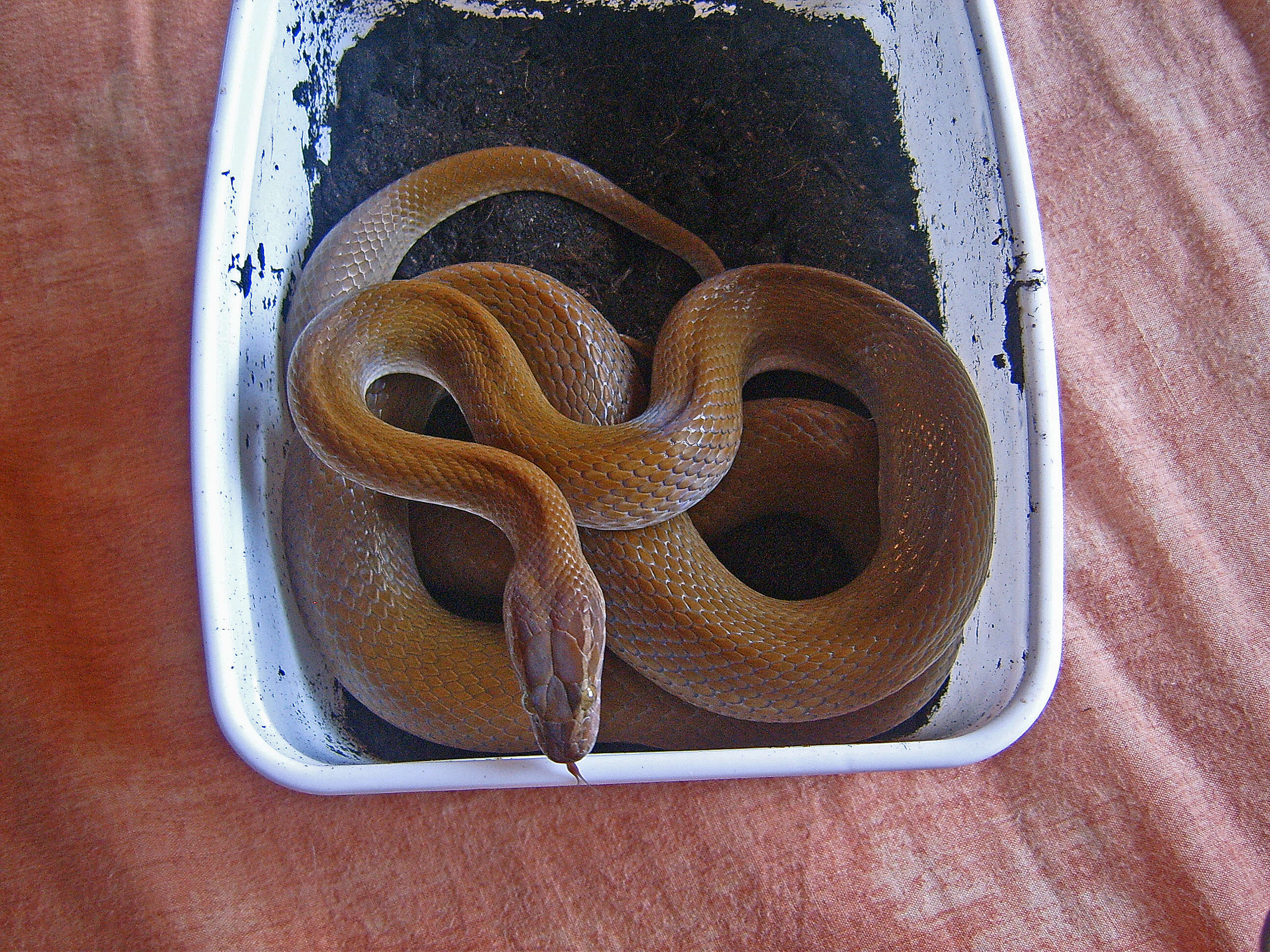 Image of Brown House Snake