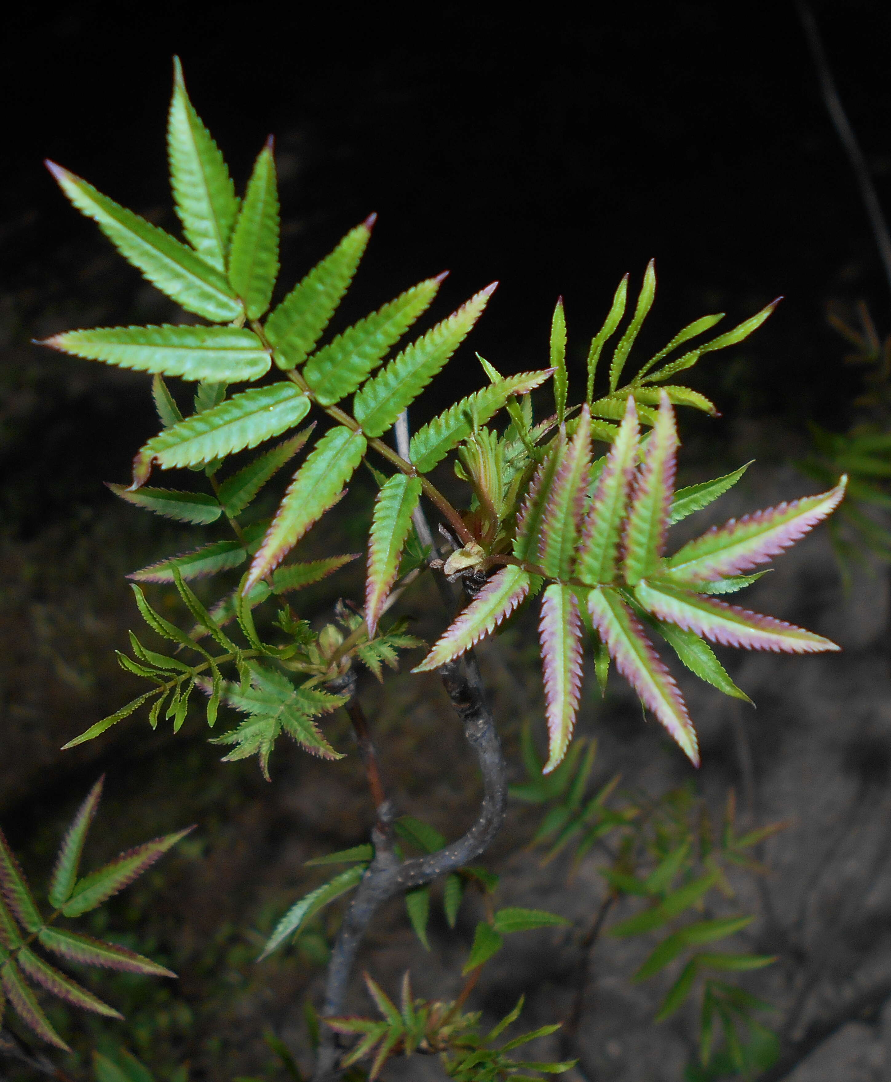 Image of Himalayan sorbaria