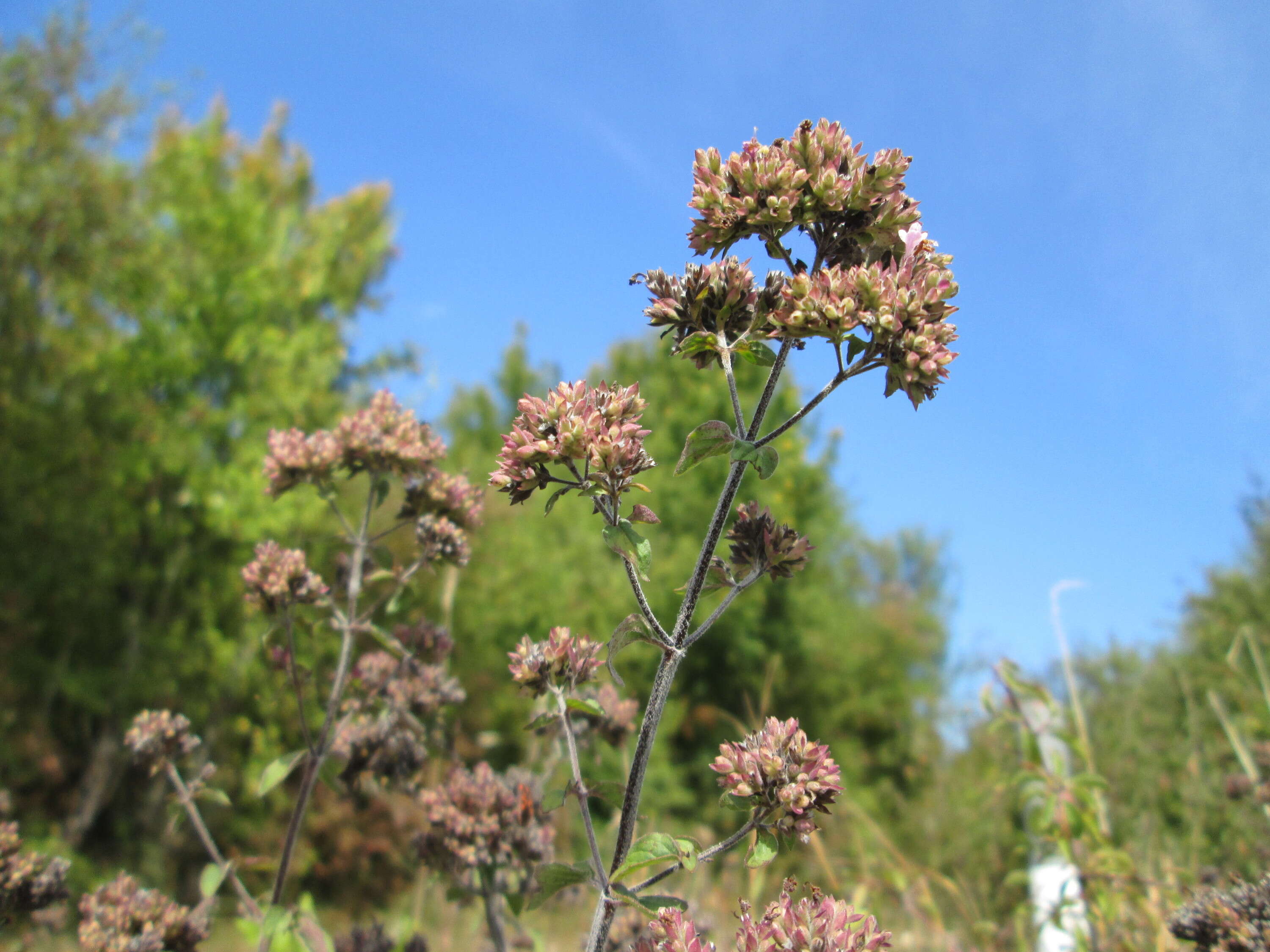 Image of oregano