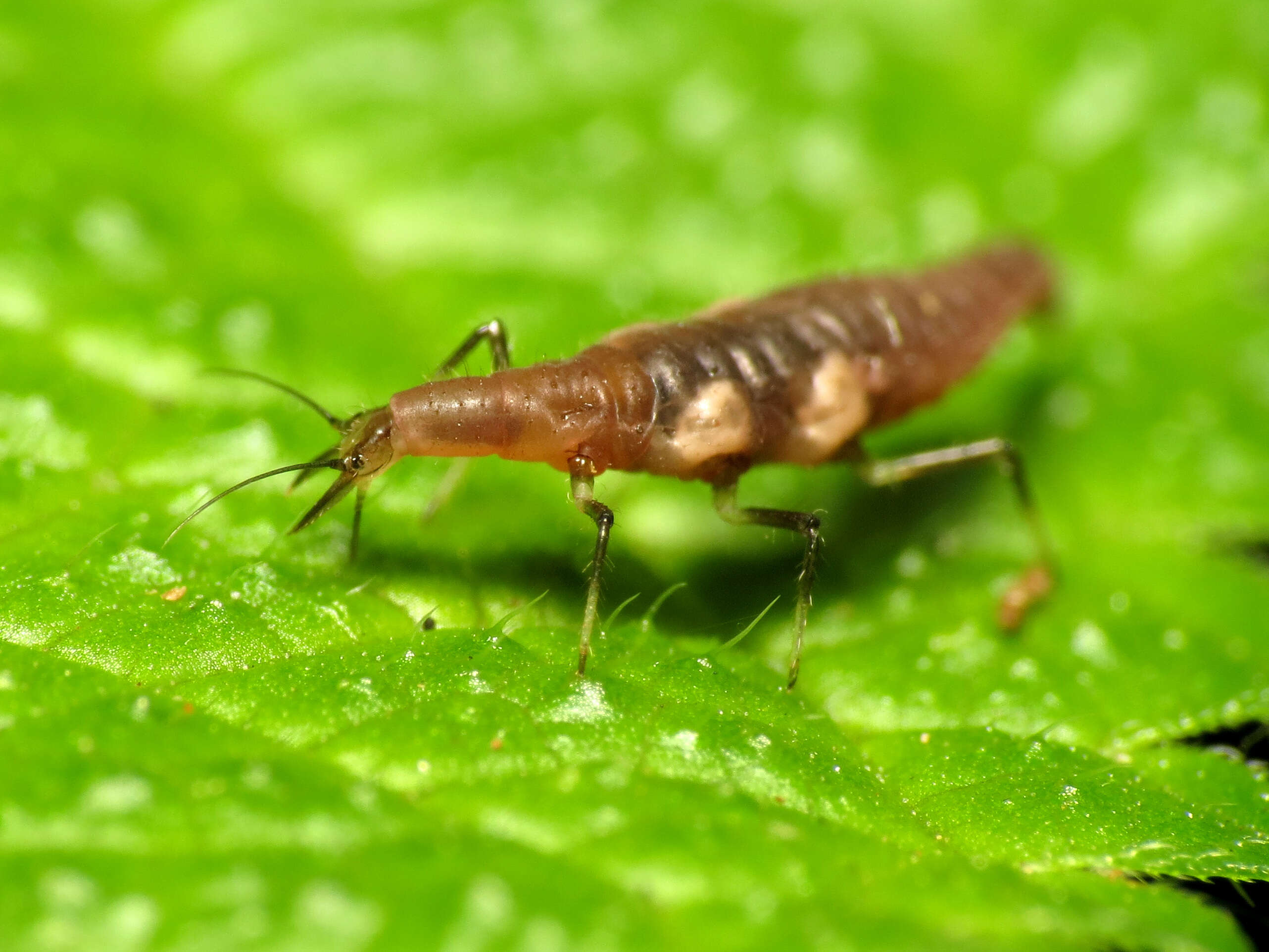 Image of brown lacewings