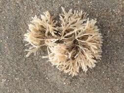 Image of Hairy bryozoan