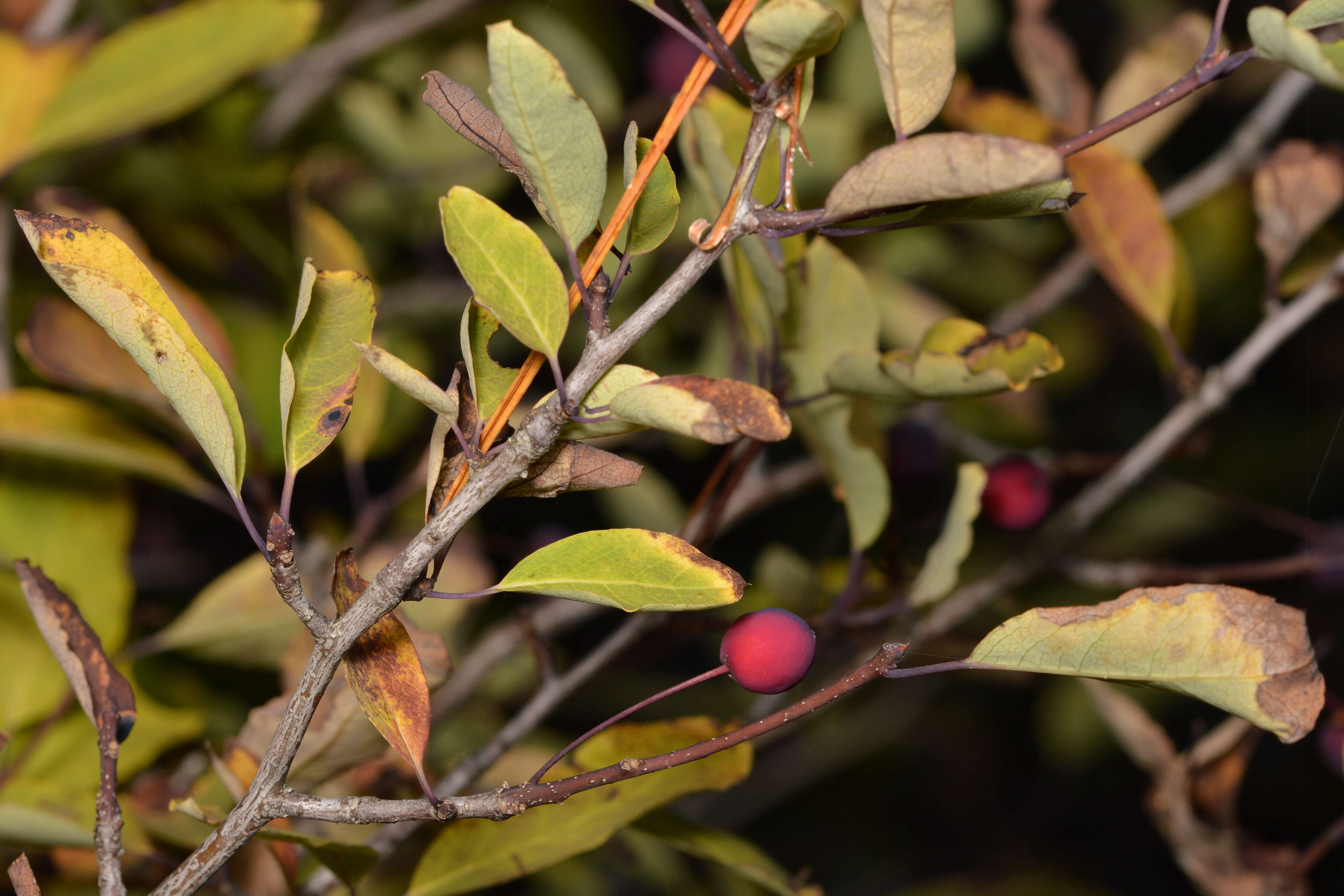 صورة Ilex mucronata (L.) M. Powell, V. Savolainen & S. Andrews