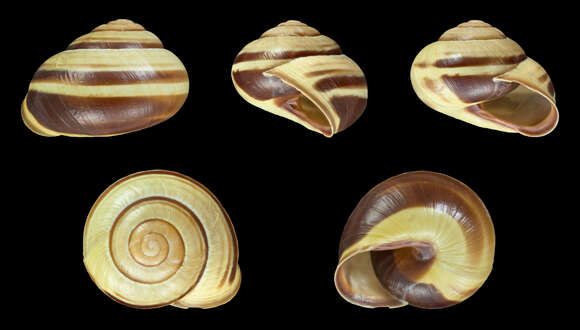 Image of Brown Lipped Snail